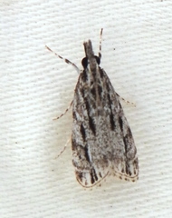Image of Eudonia strigalis