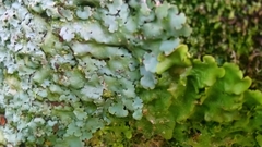 Ricasolia amplissima