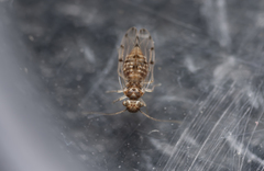 Psocomorpha