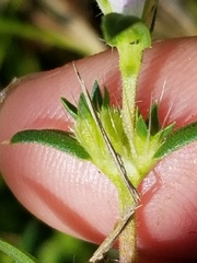 Hexasepalum