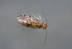 Psocomorpha