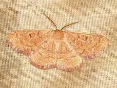 Epicosymbia perstrigulata