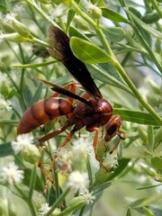 Poecilopompilus algidus