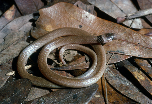 Southeastern Crowned Snake