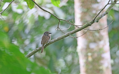 Malacoptila fulvogularis