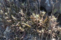 Dudleya parva