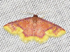 Syngatha latiflavaria