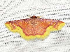 Syngatha latiflavaria