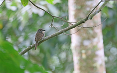 Malacoptila fulvogularis