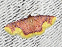 Syngatha latiflavaria