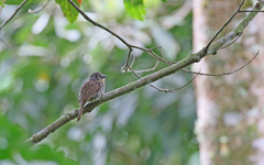 Malacoptila fulvogularis