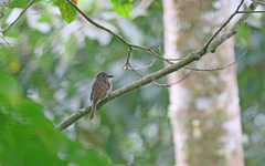 Malacoptila fulvogularis