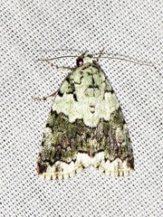 Blenina squamifera