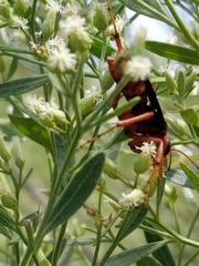 Poecilopompilus algidus