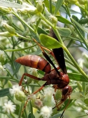 Poecilopompilus algidus