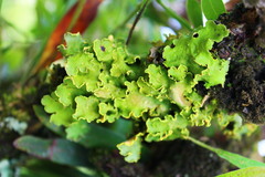 Crocodia