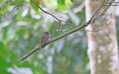 Malacoptila fulvogularis