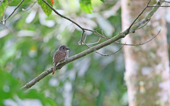 Malacoptila fulvogularis