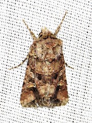 Tycomarptes inferior