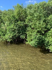 Rhizophora mangle image