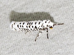 Yponomeuta strigillatus