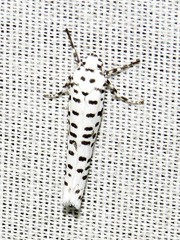 Yponomeuta strigillatus