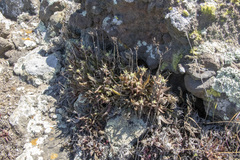 Dudleya parva