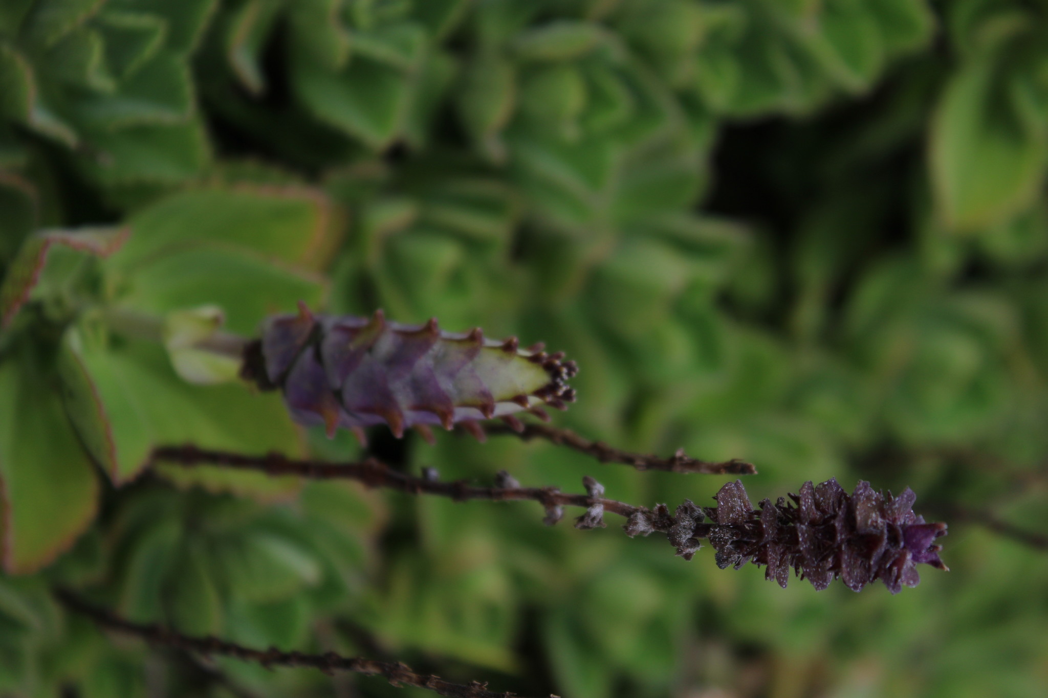 Imagem de Coração-roxo