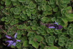 Coleus comosus