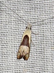 Ceromitia trigoniferella