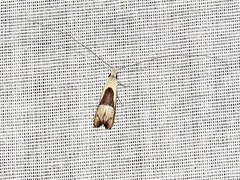 Ceromitia trigoniferella