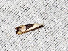 Ceromitia trigoniferella