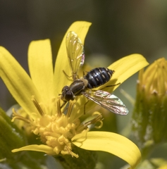 Toxomerus vertebratus