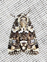 Cryphia leucomelaena
