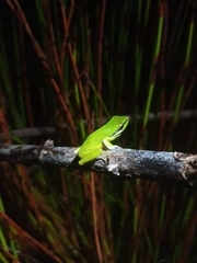 Litoria olongburensis