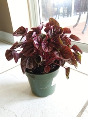 Peperomia caperata