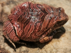 Physalaemus nattereri