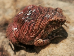 Physalaemus nattereri