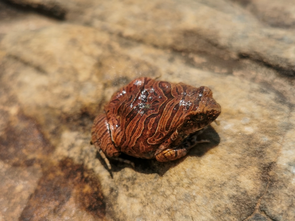 Cuyaba Dwarf Frog