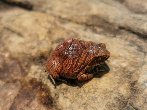 Cuyaba Dwarf Frog