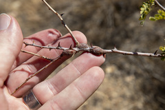 Tanaostigmodes howardii