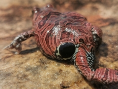 Physalaemus nattereri