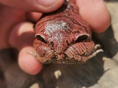 Physalaemus nattereri