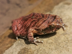 Physalaemus nattereri