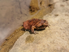 Physalaemus nattereri