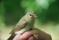 Phylloscopus ibericus