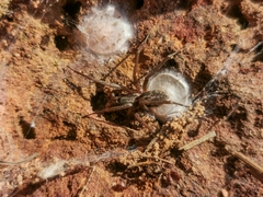 Xeropigo