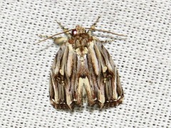 Anedhella interrupta