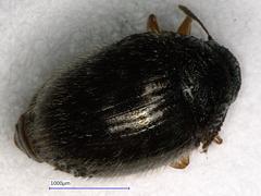 Simplocaria