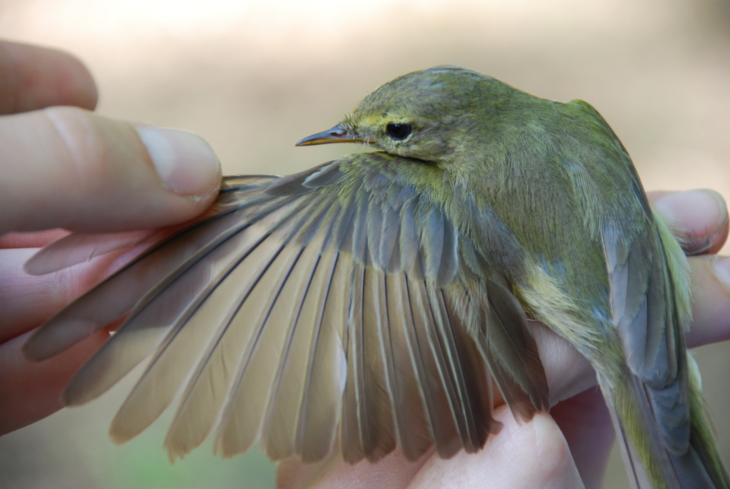 Iberian Chiffchaff